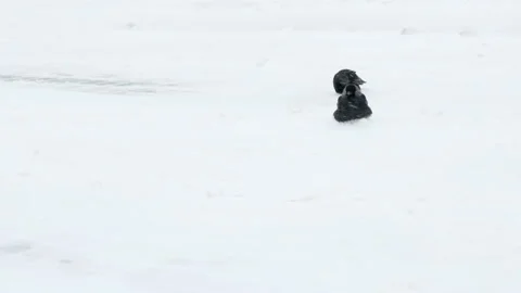 Crow siting in the snow. Windy day Stock Footage 99745609