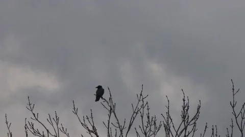 A crow sits on a bare winter tree and flies away - windy, smoke passes by Stock Footage 147109875