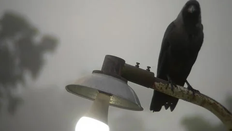 A crow sits on light shade Stock Footage 254451093