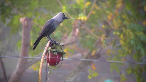 A crow sits on light shade Stock Footage 254451105