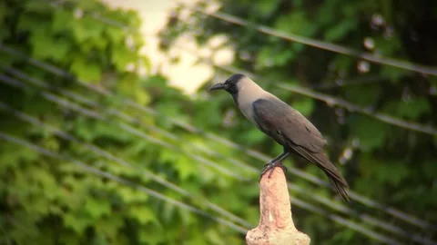 A crow sits on a minaret Stock Footage 254040648