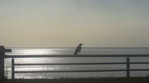 A crow sits on peril on the brilliant backdrop of a calm sea Video stock 81910820