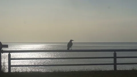 A crow sits on peril on the brilliant backdrop of a calm sea,then she flies away Video stock 81911370