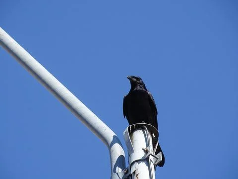 A crow sits on a pole. In Romania Photos