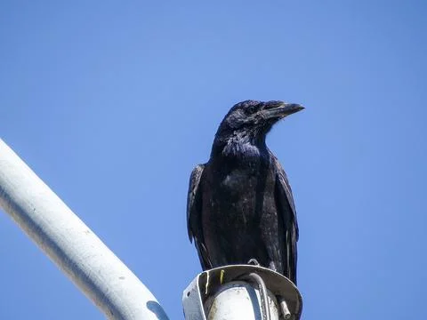 A crow sits on a pole. In Romania 写真素材