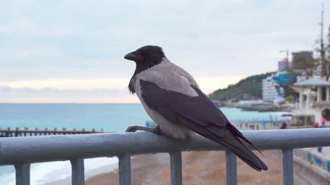 A crow sits on the railing of a bridge against the backdrop of the black sea Stock Footage 143803018