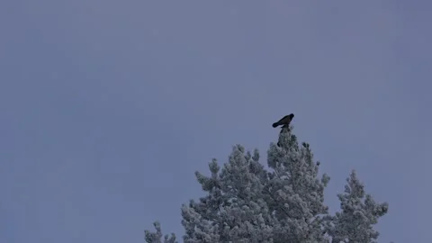 A crow sits on the snowy top of a pine tree. Stock Footage 327902036