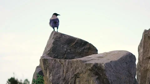 Crow sits on a stone Stock Footage 111783844