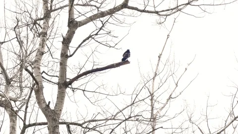 Crow sits on a tree and cleans its beak on a branch. Stock Footage 123573253