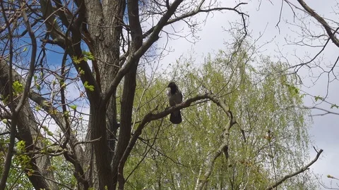 The crow sits on a tree branch and takes off in a few seconds Stock Footage 75271977