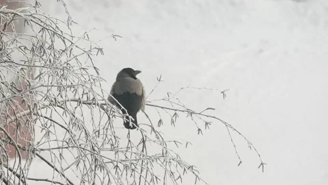A crow sits on a tree branch. Stock Footage 145704394