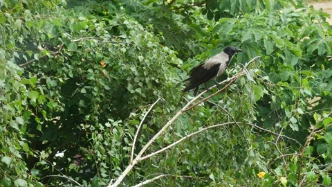 A crow sits on a tree branch in the forest. Video stock 157967012