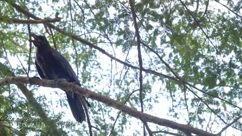 Crow Sits On A Tree Branch In Tokyo, Japan Stock Footage 336245400