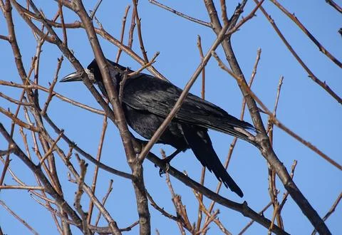 A crow sits in a tree Stock Photos