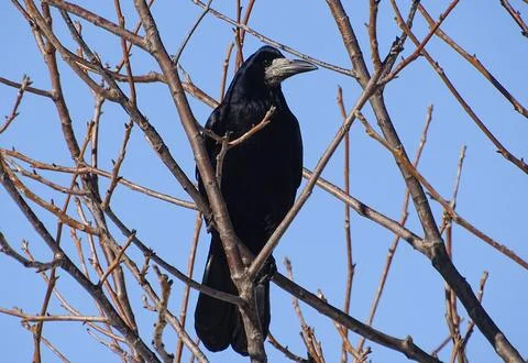 A crow sits in a tree Stock Photos