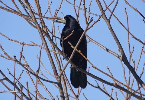 A crow sits in a tree Photos
