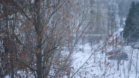 A crow sits on a tree in winter, a crow flies away from a tree Stock Footage 228749006