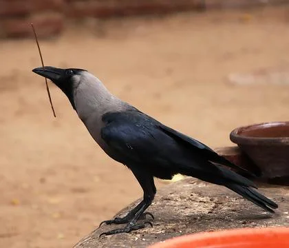 The crow sits watching Stock Photos
