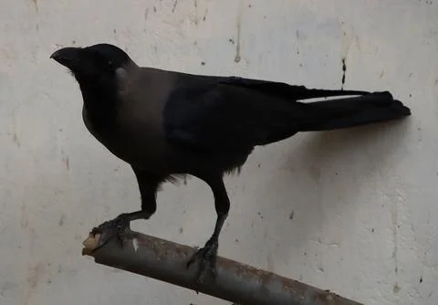 The crow sits watching Stock Photos