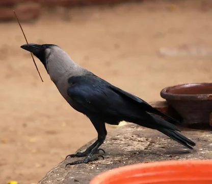 The crow sits watching Stock Photos