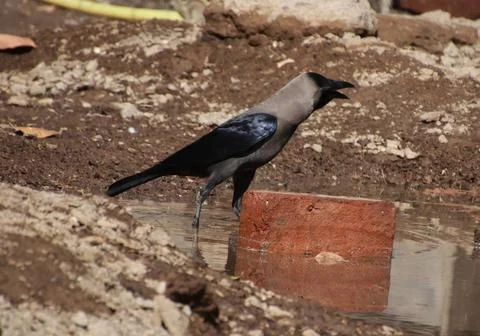 The crow sits watching Foto stock
