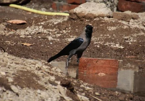 The crow sits watching Stock Photos