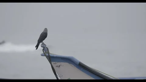 Crow sitting on a boat Stock Footage 299990291