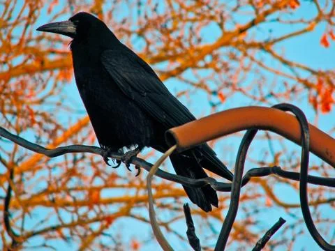 Crow sitting on the branch 스톡 사진