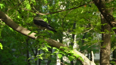 Crow Sitting On A Branch In Tree In Spring, Raven, Birds Stock Footage 89707455