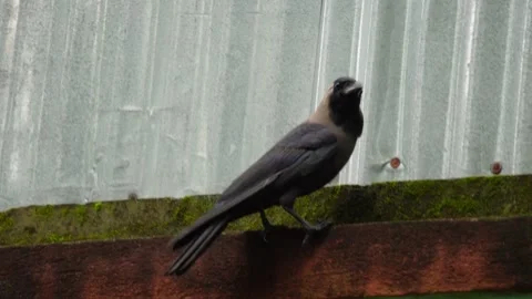 A crow is sitting on a bricks wall Stock Footage 314608384