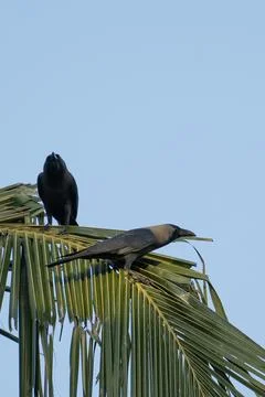 A crow sitting in a coconut palm leaf Stock Photos