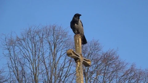 The crow is sitting on the cross Stock Footage 91322066