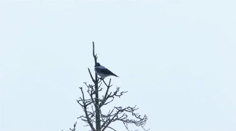 Crow Sitting on a Dead Dry Tree Stock Footage 46943013