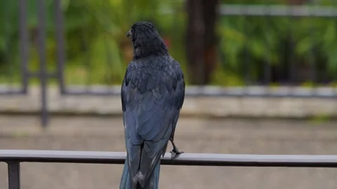 Crow sitting down Stock Footage 252751616