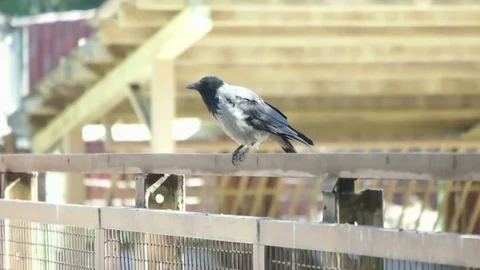 Crow sitting on the fence Stock Footage 80492178