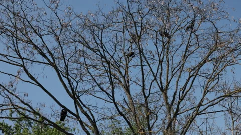 Crow sitting, Flock crows, blue sky Stock-Footage 275072453