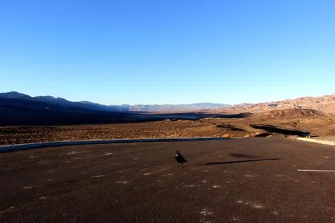 A crow sitting on the ground of death valley, looking at the desert ahead Foto stock
