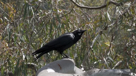 Crow sitting in a gumtree singing. Stock Footage 97007231
