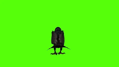 Crow Sitting Idle Green Screen Animation 4K Rendering Stock-Footage 295556474