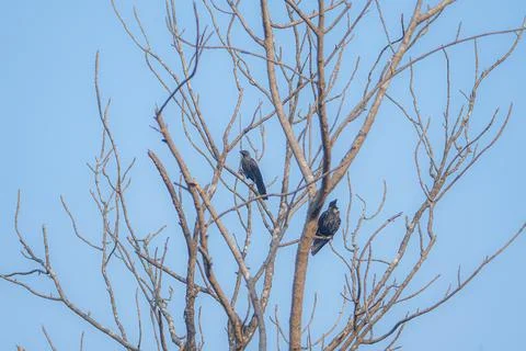 Crow-sitting-leafless-tree-goa-india Foto stock