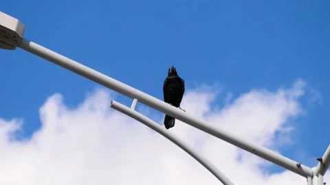 A crow sitting on a metal pipe and watching the surroundings Stock Footage 132996330