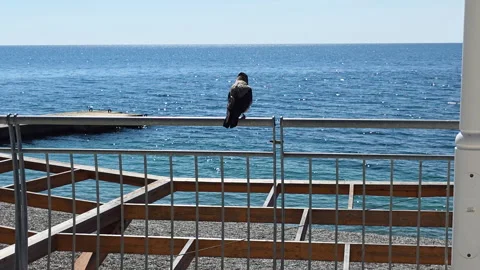Crow sitting on a metal railing, looking out towards the calm blue sea with Stock Footage 335269550