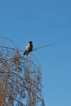 Crow sitting Stock Photos
