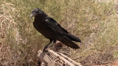 Crow sitting on a piece of wood looking around and flying away in slow motion Stock Footage 340127349