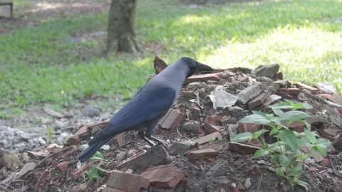 A crow sitting on a piles of mud 스톡 동영상 164090550
