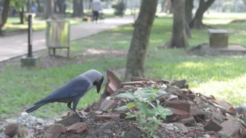 A crow sitting on a piles of mud 스톡 동영상 164090580