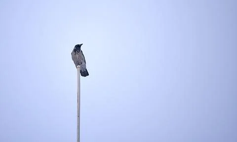 A crow sitting on a pole Stock Photos