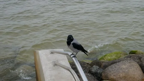 Crow sitting by the sea Stock Footage 279660166