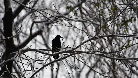 Crow sitting on a snow-covered branch. Bird sitting on the tree. Video stock 148285469