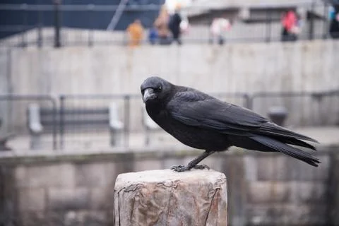Crow sitting on a stone. focus on head. Stock Photos